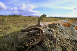 Striped legless lizard (Delma impar) female, in volcanic plain near Reedesdale in central Striped legless lizard (Delma impar) female, in volcanic plain near Reedesdale in central