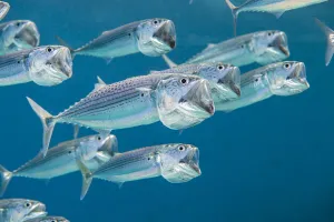 Striped mackerel (Rastrelliger kanagurta) shoal swimming with open mouths, filtering Striped mackerel (Rastrelliger kanagurta) shoal swimming with open mouths, filtering
