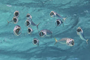 Percomorphi Gallery: Striped mackerel (Rastrelliger kanagurta) with mouths wide open as they swim through the water