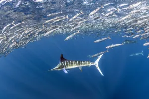 Striped marlin (Tetrapturus audax) feeding on Sardine bait ball (Sardinops sagax) Striped marlin (Tetrapturus audax) feeding on Sardine bait ball (Sardinops sagax)