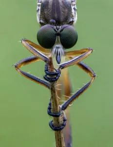 Striped Slender Robberfly (Leptogaster cylindrica) Ledston, Yorkshire, July Striped Slender Robberfly (Leptogaster cylindrica) Ledston, Yorkshire, July
