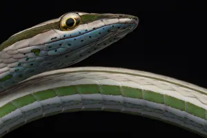 Striped vinesnake (Philodryas argentea) Yasuni National Park, Orellana, Ecuador Striped vinesnake (Philodryas argentea) Yasuni National Park, Orellana, Ecuador