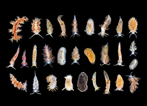 Studio image of multiple Nudibranch species. Gulen, Norway. North East Atlantic Ocean Studio image of multiple Nudibranch species. Gulen, Norway. North East Atlantic Ocean