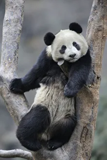 Subadult Giant panda (Ailuropoda melanoleuca) climbing in a tree Wolong Nature Reserve Subadult Giant panda (Ailuropoda melanoleuca) climbing in a tree Wolong Nature Reserve