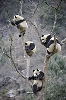 Four subadult giant pandas (Ailuropoda melanoleuca) climbing in a tree, Wolong Nature Reserve Four subadult giant pandas (Ailuropoda melanoleuca) climbing in a tree, Wolong Nature Reserve