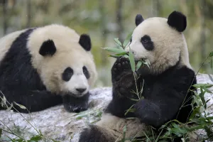 Two subadult Giant pandas (Ailuropoda melanoleuca) feeding on bamboo Two subadult Giant pandas (Ailuropoda melanoleuca) feeding on bamboo