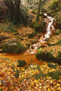 Sucha Kamenice / Creek in forest covered in fallen leaves, Hrensko, Ceske Svycarsko Sucha Kamenice / Creek in forest covered in fallen leaves, Hrensko, Ceske Svycarsko