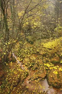 Sucha Kamenice / Creek in wood covered in fallen leaves, Hrensko, Ceske Svycarsko Sucha Kamenice / Creek in wood covered in fallen leaves, Hrensko, Ceske Svycarsko