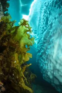 Sugar kelp (Saccharina latissima) near iceberg, view upwards to gap in sea ice. Tasiilaq Sugar kelp (Saccharina latissima) near iceberg, view upwards to gap in sea ice. Tasiilaq