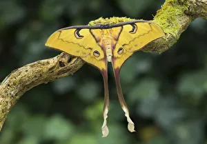 Sulawesi moon moth (Actias isis) female, occurs endemic to Sulawesi, Indonesia Sulawesi moon moth (Actias isis) female, occurs endemic to Sulawesi, Indonesia