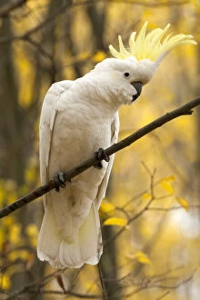 Images Dated 26th May 2010: Sulphur-crested cockatoo (Cacatua galerita) perched on branch, Grampians National Park