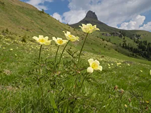 Sulphur pasqueflower (Pulsatilla alpina apiifolia) in alpine grassalnd in Dolomites Sulphur pasqueflower (Pulsatilla alpina apiifolia) in alpine grassalnd in Dolomites