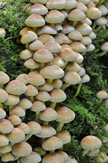 Images Dated 18th September 2010: Sulphur Tuft Fungus (Hypholoma fasciculare) growing in clusters, Sussex, England, UK