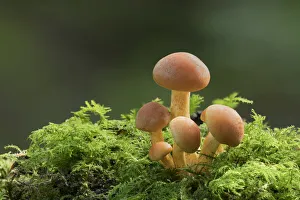 Sulphur tuft mushroom (Hypholoma fasciculare) Clare Glen, County Armagh, Northern Ireland Sulphur tuft mushroom (Hypholoma fasciculare) Clare Glen, County Armagh, Northern Ireland