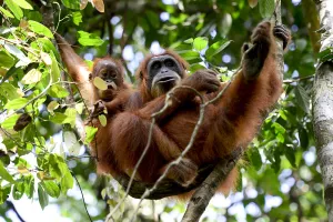 Sumatran orangutan (Pongo abelii) female next to infant, Gunung Leuser National Park Sumatran orangutan (Pongo abelii) female next to infant, Gunung Leuser National Park