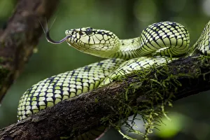 Sumatran pit viper (Trimeresurus sumatranus) female in rain forest understorey Sumatran pit viper (Trimeresurus sumatranus) female in rain forest understorey