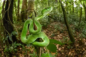 Sumatran pit viper (Trimeresurus sumatranus) juvenile on tree trunk Sumatran pit viper (Trimeresurus sumatranus) juvenile on tree trunk