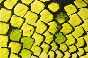 Sumatran pitviper (Trimeresurus sumatranus), detail of scales Sumatran pitviper (Trimeresurus sumatranus), detail of scales