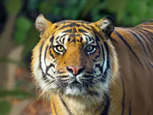 Panthera Gallery: Sumatran tiger (Panthera tigris sondaica). Captive, with digitally added leaf pattern