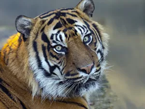 Sumatran tiger (Panthera tigris sondaica) portrait, captive Sumatran tiger (Panthera tigris sondaica) portrait, captive
