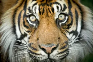 Sumatran tiger (Panthera tigris tigris / Panthera tigris altaica) close up portrait Sumatran tiger (Panthera tigris tigris / Panthera tigris altaica) close up portrait