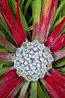 Sun bromeliad (Fascicularia bicolor). Central leaves turn red to attract hummingbird Sun bromeliad (Fascicularia bicolor). Central leaves turn red to attract hummingbird