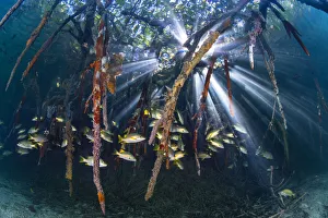 Sunbeams play through the roots of red mangrove trees (Rhizophora sp Sunbeams play through the roots of red mangrove trees (Rhizophora sp