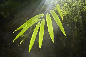 Sunbeams shining through Bamboo (Bambusidae) leaves. Shunan Zhuhai National Park Sunbeams shining through Bamboo (Bambusidae) leaves. Shunan Zhuhai National Park