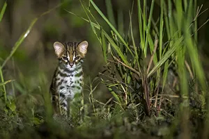 Sunda leopard cat (Prionailurus javanensis) kitten. Sabah, Malaysian Borneo Sunda leopard cat (Prionailurus javanensis) kitten. Sabah, Malaysian Borneo