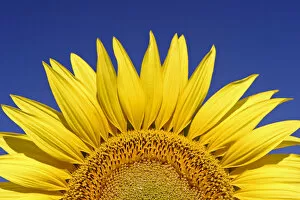 Images Dated 14th August 2004: Sunflower (Helianthus annuus) Spain