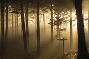 Sunlight splintering through misty pine forest at sunset, Glencharnoch Wood, Cairngorms Sunlight splintering through misty pine forest at sunset, Glencharnoch Wood, Cairngorms