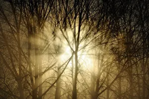Sunrise breaking through misty woodland. Wales, UK, December. Did you know? There are 303 Sunrise breaking through misty woodland. Wales, UK, December. Did you know? There are 303