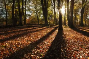 Sunrise through deciduous woodland with beech trees casting long shadows. Bolderwood Sunrise through deciduous woodland with beech trees casting long shadows. Bolderwood