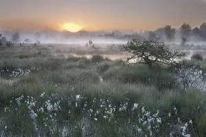 Sunrise over Klein Schietveld heathland with Cottongrass (Eriophorum) Brasschaat, Belgium Sunrise over Klein Schietveld heathland with Cottongrass (Eriophorum) Brasschaat, Belgium