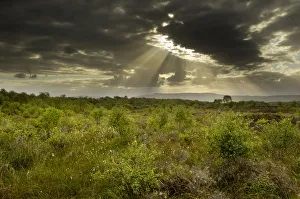 Suns rays shining through dark clouds, Ballynahone Bog, County Antrim, Northern Ireland Suns rays shining through dark clouds, Ballynahone Bog, County Antrim, Northern Ireland