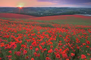 Sunset over fields of Common poppies (Papaver rhoeas) South Downs, West Sussex, England Sunset over fields of Common poppies (Papaver rhoeas) South Downs, West Sussex, England
