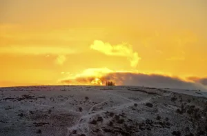 Sunset on Hergest Ridge on planted hilltop Monkey Puzzle trees (Araucaria araucana) Sunset on Hergest Ridge on planted hilltop Monkey Puzzle trees (Araucaria araucana)