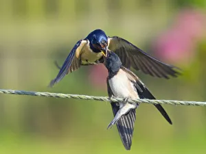 Swallow (Hirundo rustica) feeding young on fence, Norfolk, England, UK, September Swallow (Hirundo rustica) feeding young on fence, Norfolk, England, UK, September