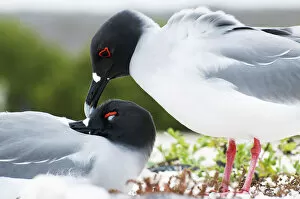 Swallow-tailed gull (Creagrus furcatus) pair mutual preening in courtship