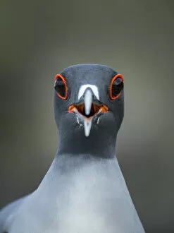Images Dated 11th December 2015: Swallow-tailed gull (Creagrus furcatus) calling, Genovesa Island, Galapagos