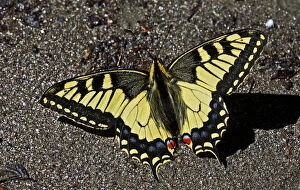 Images Dated 5th July 2008: Swallowtail butterfly (Papilio machaon) sunning on a riverbank in Arkhyz section