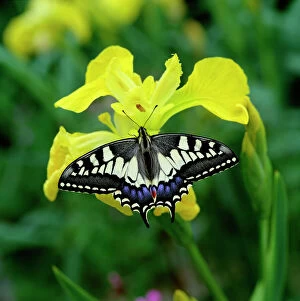 Swallowtail Gallery: Swallowtail butterfly (Papilio machaon brittannicus) resting on flag iris, Norfolk Broads