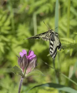 Swallowtail butterfly (Papilio machaon) flying to red campion with proboscis extended Swallowtail butterfly (Papilio machaon) flying to red campion with proboscis extended