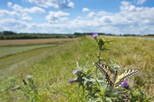 Swallowtail butterfly (Papilio machaon) nectaring on thistle (Cirsium sp.) flower, with cyclists in background Swallowtail butterfly (Papilio machaon) nectaring on thistle (Cirsium sp.) flower, with cyclists in background
