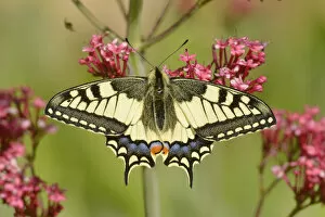Images Dated 18th May 2014: Swallowtail butterfly (Papilio machaon) on flower, Pyrenees, France, May