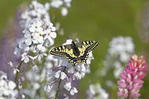 Swallowtail Gallery: Swallowtail butterfly (Papilio machaon) in garden, Norfolk, England, UK, June