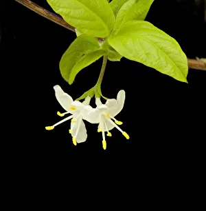 Sweet breath of spring (Lonicera fragrantissima) in garden, Surrey, England, UK Sweet breath of spring (Lonicera fragrantissima) in garden, Surrey, England, UK