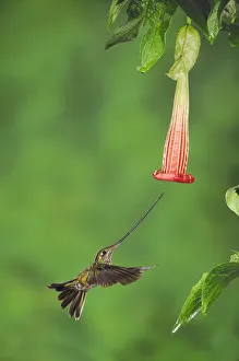 Sword-billed Hummingbird (Ensifera ensifera) female feeding from Datura flower, Papallacta Sword-billed Hummingbird (Ensifera ensifera) female feeding from Datura flower, Papallacta