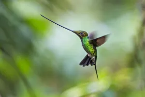 Sword-billed hummingbird (Ensifera ensifera) hovering in flight, North-Ecuador Sword-billed hummingbird (Ensifera ensifera) hovering in flight, North-Ecuador