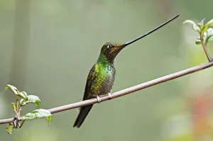 Sword billed hummingbird (Ensifera ensifera) profile showing beak is longer than body Sword billed hummingbird (Ensifera ensifera) profile showing beak is longer than body